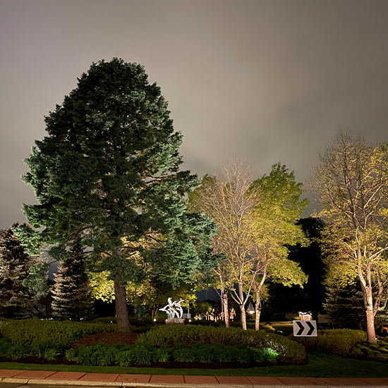 In this night scene, several mature trees stand within a dark landscape under a cloudy sky. Bright ground-mounted spotlights illuminate the foliage from below, highlighting the textures of the leaves and nearby bushes.