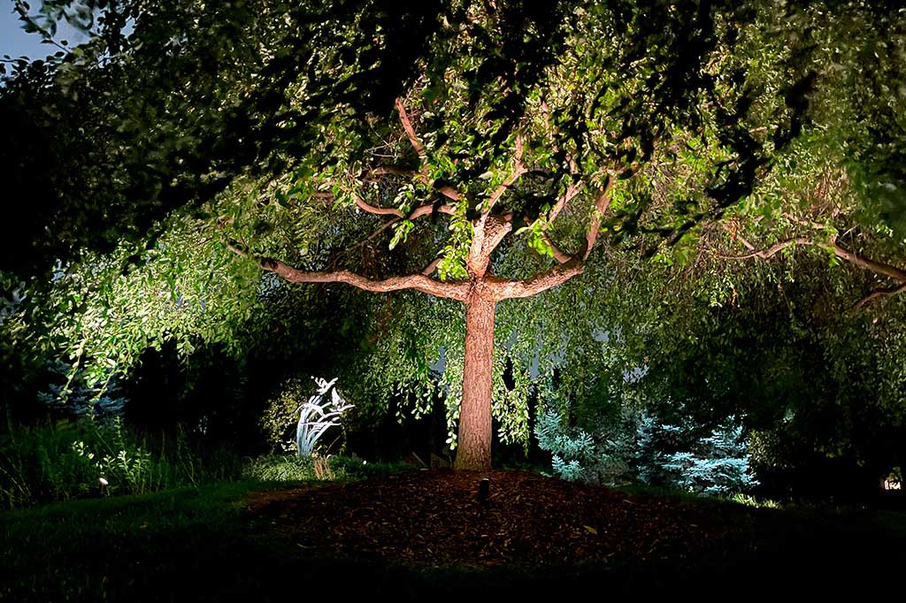 landscape up lighting for trees