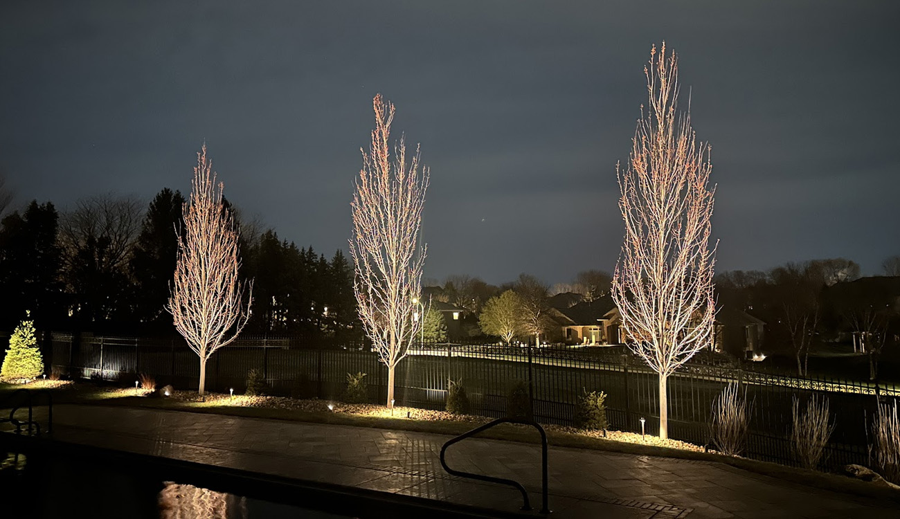 Illuminated trees by a tranquil pond.
