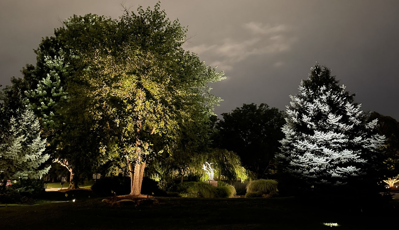 Large trees lit by a landscape lighting contractor with precision uplighting to highlight textures and create nighttime depth.