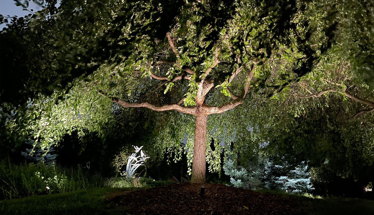 Close-up view of tree canopy lighting designed by a landscape lighting contractor to enhance structure, color, and evening visibility.