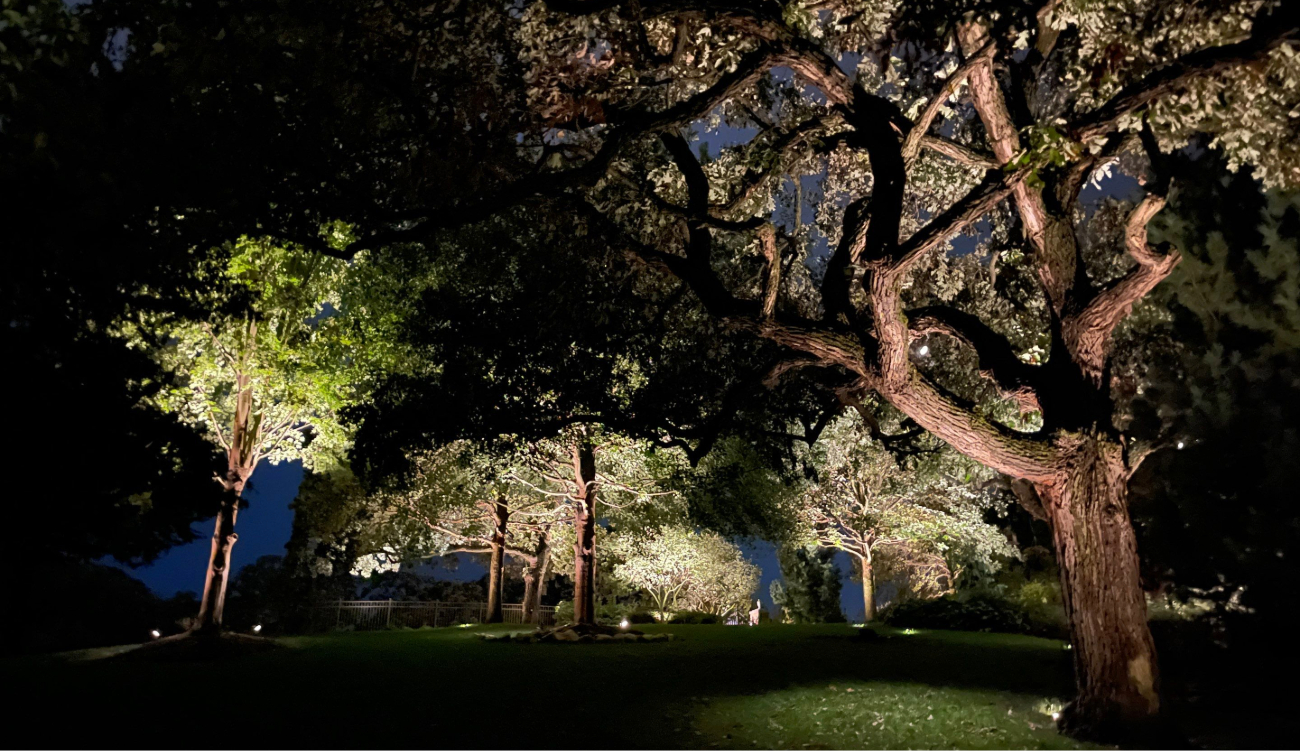 Low voltage landscape lighting illuminating a residential yard