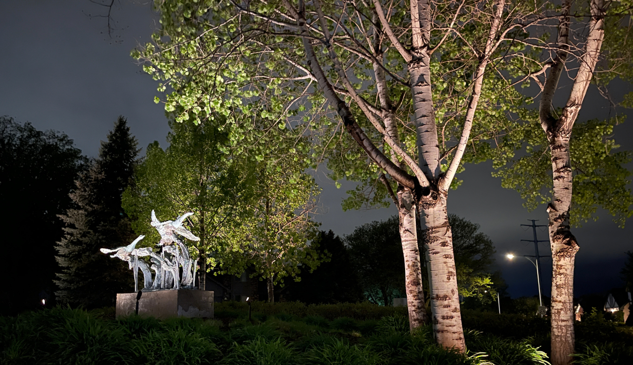 A large green tree illuminated from below against a night sky, showing tree lighting in a yard.