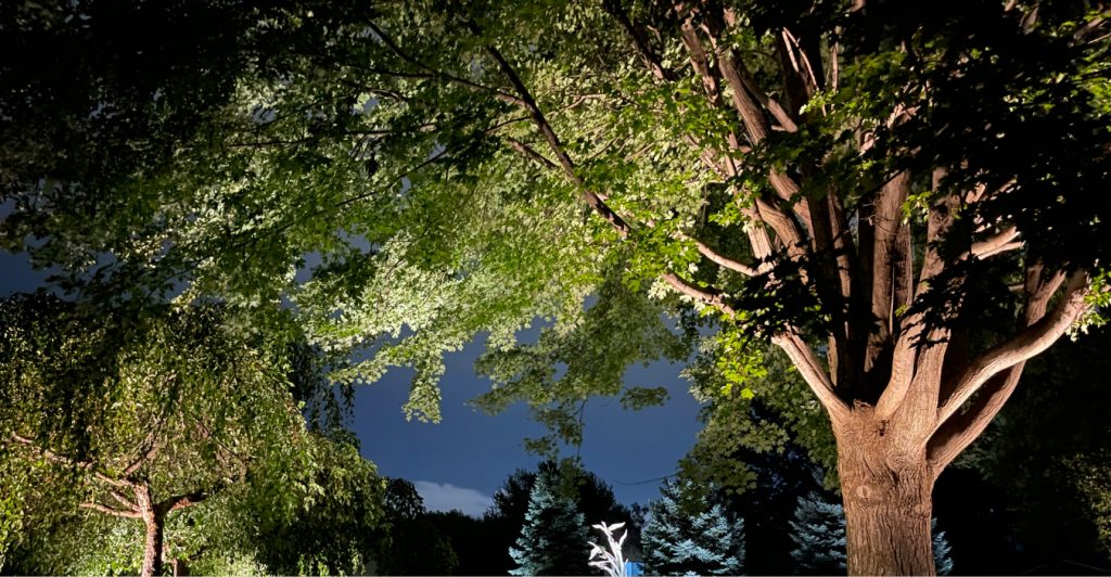 A metal bird sculpture and nearby birch trees highlighted by tree lighting in a nighttime garden.