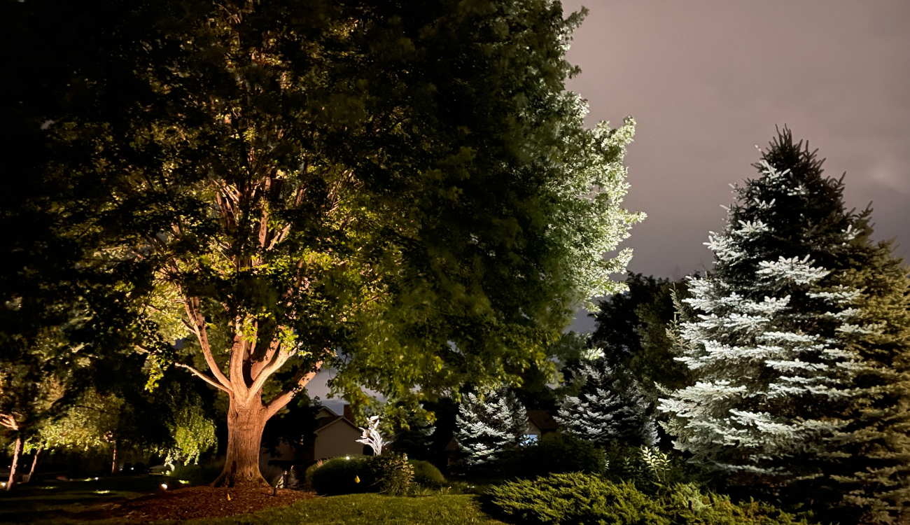 A nighttime landscape featuring a lit evergreen and deciduous tree, demonstrating outdoor tree lighting.